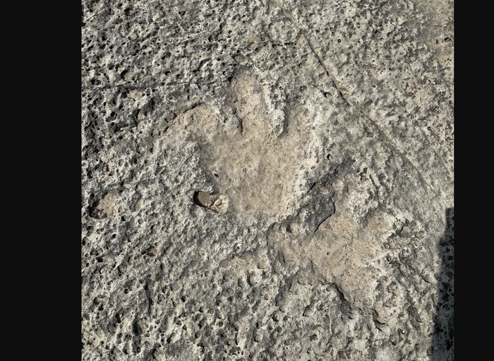 Jejak kaki dinosaurus