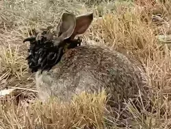 Kelinci Frankenstein dengan Wajah Bertentakel Gegerkan AS