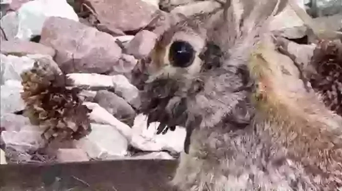 Kelinci Frankenstein