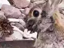 Kelinci dengan Wajah Bertentakel Muncul, Bahaya Bagi Manusia?