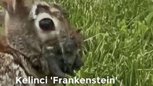 Video: Kelinci Frankenstein dengan Wajah Bertentakel Gegerkan AS