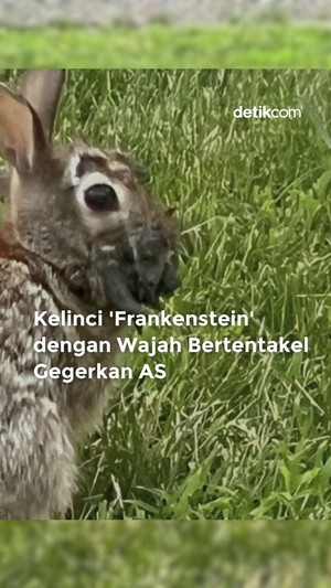 Video: Kelinci Frankenstein dengan Wajah Bertentakel Gegerkan AS