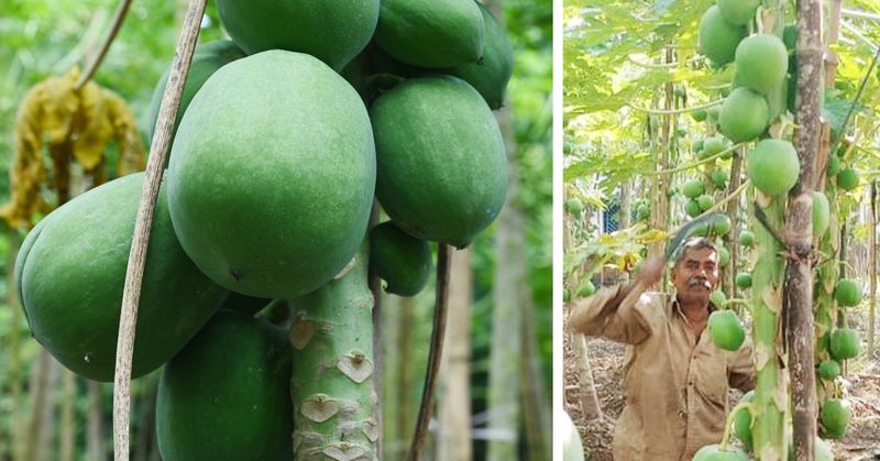 Keren! Petani 70 Tahun Ini Mampu Hasilkan 75.000 Kg Pepaya per Tahun