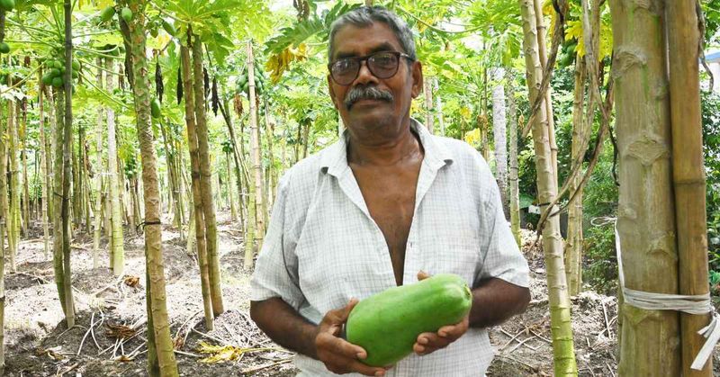 Keren! Petani 70 Tahun Ini Mampu Hasilkan 75.000 Kg Pepaya per Tahun
