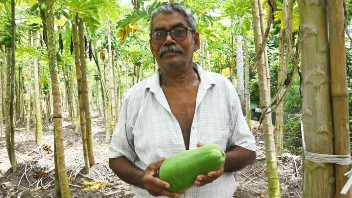 Keren! Petani 70 Tahun Ini Mampu Hasilkan 75.000 Kg Pepaya per Tahun