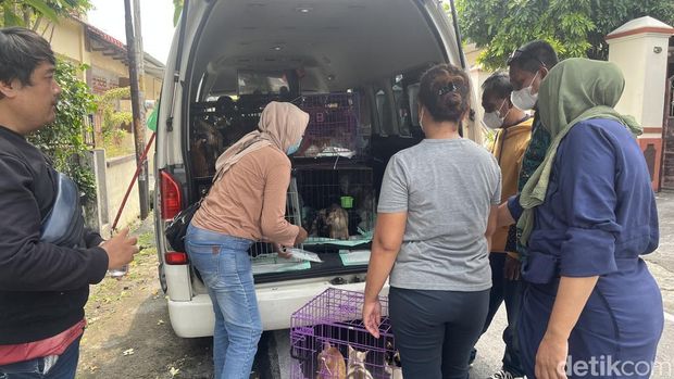 Situasi saat kucing-kucing dievakuasi dari sebuah shelter di Jebres, Solo, Rabu (13/8/2025). Saat ditemukan, kondisi puluhan ekor kucing itu mengenaskan.