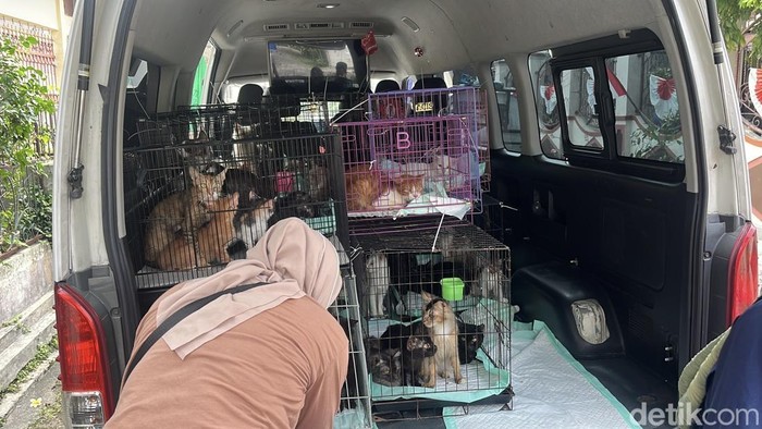 Situasi saat kucing-kucing dievakuasi dari sebuah shelter di Jebres, Solo, Rabu (13/8/2025). Saat ditemukan, kondisi puluhan ekor kucing itu mengenaskan.