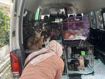 Puluhan Kucing Telantar di Shelter Jebres Solo, 3 Bangkai Disimpan di Freezer