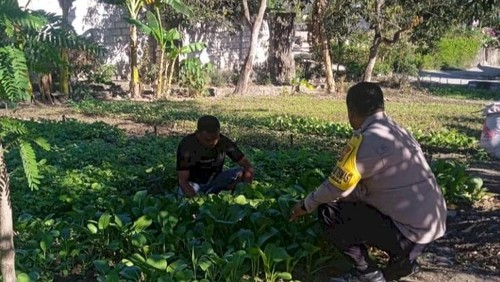 Warga menanam sayur di lahan milik Bhabinkamtibmas Kelurahan Sikumana, Bripka Marchel Nitte, di Jalur 40, Kota Kupang, NTT. (Dok. Bripka Marchel Nitte).