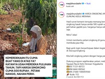 Harga Singkong Anjlok, Masjid Nurul Ashri Borong 15 Ton Bantu Petani Gunung Kidul