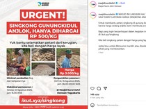 Masjid Nurul Ashri Jogja Borong 15 Ton Singkong dari Petani Saat Harga Anjlok