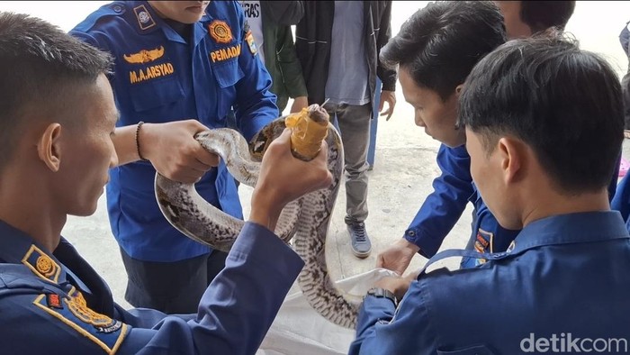 Petugas Damkar Palembang saat mengevakuasi ular piton dan 15 telurnya
