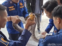 Damkar Palembang Siagakan 61 Personel Khusus Tangani Hewan Buas