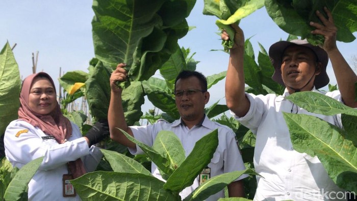 Staf Ahli Bupati Boyolali, Erma Sri Windarti, melakukan petik tembakau di acara tungguk tembakau mengawali panen di Desa Senden, Kecamatan Selo, Kabupaten Boyolali, Rabu (13/8/2025).
