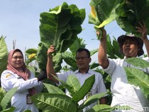 Tungguk Tembakau, Tradisi Awal Panen di Lereng Merbabu Boyolali