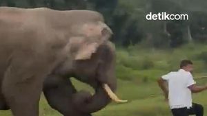 Video: Turis Diinjak Gajah Liar Seusai Selfie