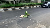Jalan yang berlubang tersebut persis berada di tengah jalan.