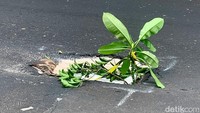 Hingga pagi ini, lubang hanya diberi tanda pasir putih dan daun.