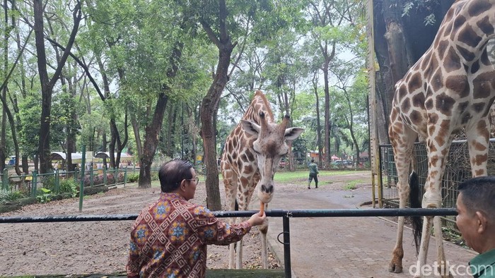 Gubernur Jakarta Pramono di Ragunan (Brigitta Belia/detikcom)