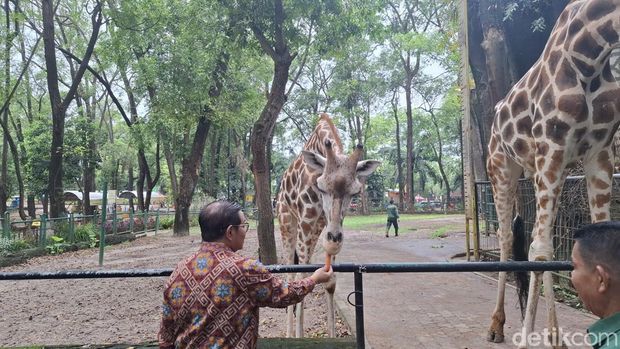 Gubernur Jakarta Pramono di Ragunan (Brigitta Belia/detikcom)