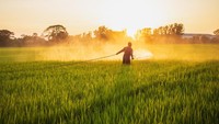 AI Bikin Petani Gagal Panen,10 Hektar Ladang Wijen Mati