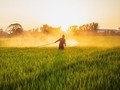 AI Bikin Petani Gagal Panen,10 Hektar Ladang Wijen Mati
