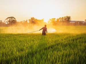 AI Bikin Petani Gagal Panen,10 Hektar Ladang Wijen Mati