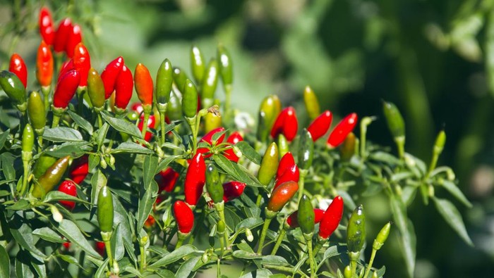Chili hot peppers plant in the garden