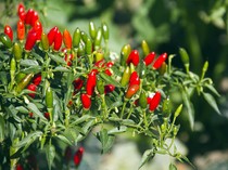 Harga Sembako Jogja Hari Ini 14 November 2025: Naik Turun 3 Jenis Cabai!