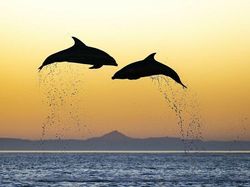 Karya Foto Berwarna Jawara Refocus Awards 2025 Bikin Terpana