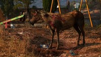 Seekor kuda penuh luka bakar berdiri di tengah area kebakaran di Delvina, Albania, Rabu (13/8/2025). Yunani, Spanyol, Portugal, Albania, hingga Kanada mengalami kebakaran besar hampir bersamaan. Para ahli menilai ini bukan kebetulan, melainkan dampak kondisi cuaca yang sama di kawasan Mediterania dan sekitarnya. REUTERS/Florion Goga