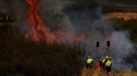 Petugas pemadam berusaha memadamkan api di pinggiran Abejera de Tabara, Zamora, Spanyol, Rabu (13/8/2025). Data menunjukkan lebih dari 409.000 hektare lahan di Uni Eropa sudah terbakar hingga pertengahan Agustus 2025. REUTERS/Susana Vera