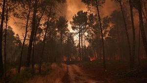 Kebakaran Hutan Serentak Terjang Negara-negara Eropa