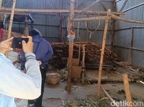 3 Sapi Limosin di Probolinggo Digondol Maling, Pemilik Rugi Rp 50 Juta