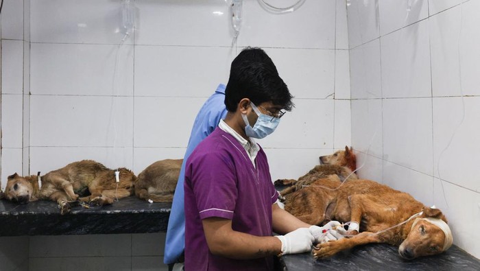 Rescued dogs are kept inside cages at Friendicoes SECA, a local animal welfare NGO in New Delhi, India, August 12, 2025. REUTERS/Bhawika Chhabra