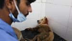 Lonjakan Kasus Gigitan, Mahkamah Agung India Minta Anjing Liar Delhi Direlokasi