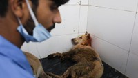 Dokter hewan merawat anjing liar yang terluka. Laporan menunjukkan Delhi memiliki hingga 1 juta anjing liar yang berpotensi membahayakan warga. Foto: REUTERS/Bhawika Chhabra