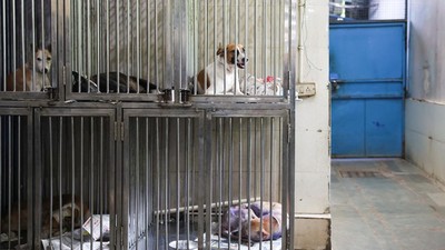 Lonjakan Kasus Gigitan, Mahkamah Agung India Minta Anjing Liar Delhi Direlokasi