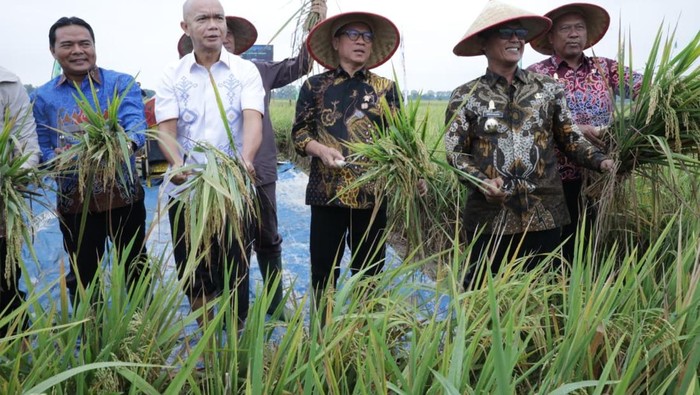 Mendes Yandri ikut dalam Panen Raya dan Tanam Bersama di Desa Tempuran, Kecamatan Trimurjo, Kabupaten Lampung Tengah, Provinsi Lampung, Kamis (14/8/2025).
