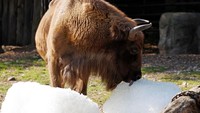 Penjaga memberi es pada bison sebagai bagian dari program pendinginan hewan selama cuaca panas ekstrem di Praha. (David W Cerny/Reuters)