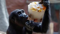 Seekor gorila penasaran dengan balok es berisi buah, upaya kreatif penjaga kebun binatang untuk menyejukkan sekaligus menghibur hewan. (David W Cerny/Reuters)
