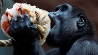 Gorila menikmati balok es besar di Kebun Binatang Praha, Rabu (13/8/2025), sebagai cara pendinginan di tengah teriknya musim panas. (David W Cerny/Reuters)