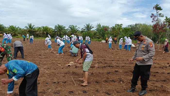 Polisi dan Mahasiswa KKN menanam jagung di Rokan Hulu, Riau.