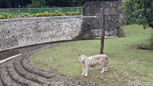Pramono meninjau Taman Margasatwa Ragunan, Jaksel. (Brigitta/detikcom)