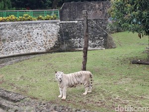 Ragunan Bantah Isu Pakan Harimau Dibawa Pulang Petugas: Tidak Benar!