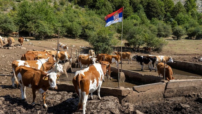A drone view shows a herd of cattle searching for water due to a severe drought that has dried up Suva Planina mountain's main springs, near the town Bela Palanka, Serbia August 12, 2025. REUTERS/Djordje Kojadinovic