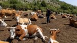 Serbia Dilanda Kekeringan Ekstrem, Ternak dan Petani Terjebak Krisis