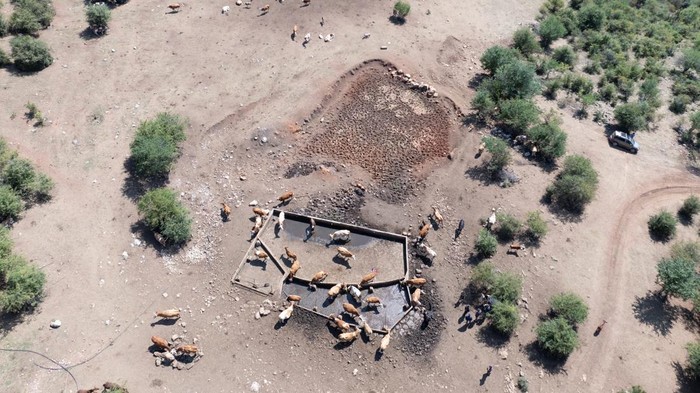 A drone view shows a herd of cattle searching for water due to a severe drought that has dried up Suva Planina mountain's main springs, near the town Bela Palanka, Serbia August 12, 2025. REUTERS/Djordje Kojadinovic