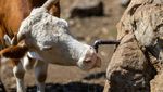 Serbia Dilanda Kekeringan Ekstrem, Ternak dan Petani Terjebak Krisis