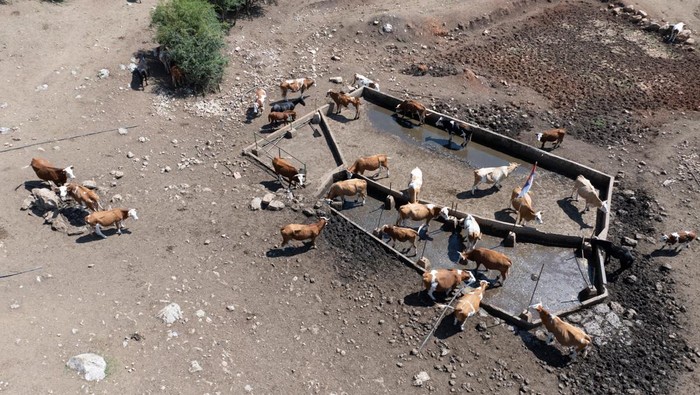 A drone view shows a herd of cattle searching for water due to a severe drought that has dried up Suva Planina mountain's main springs, near the town Bela Palanka, Serbia August 12, 2025. REUTERS/Djordje Kojadinovic